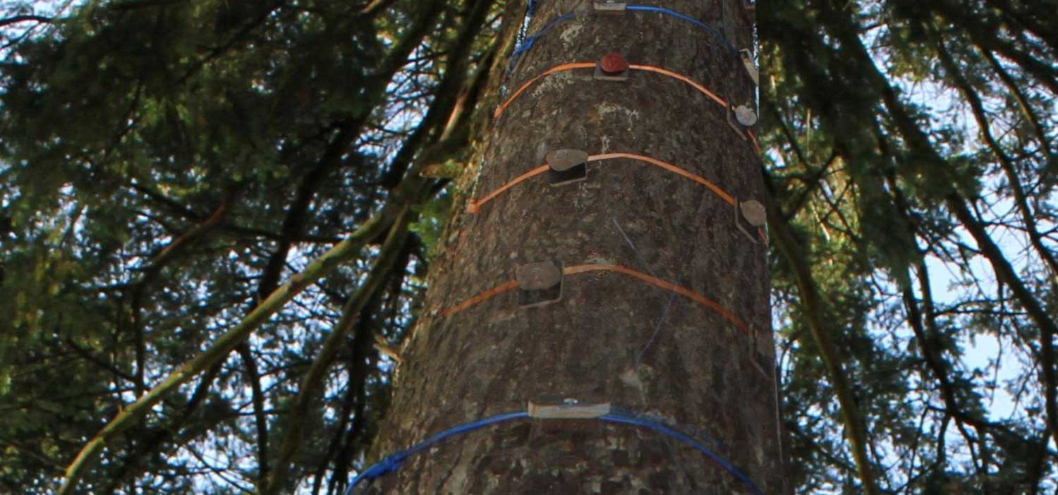 Erlebnisbaum